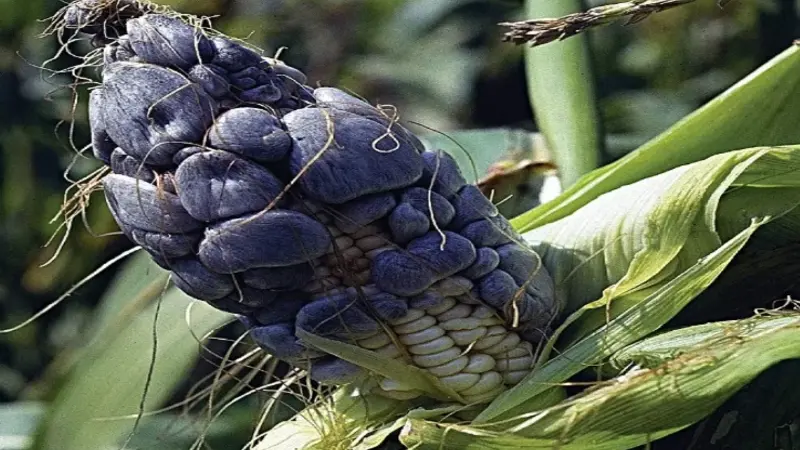 Huitlacoche